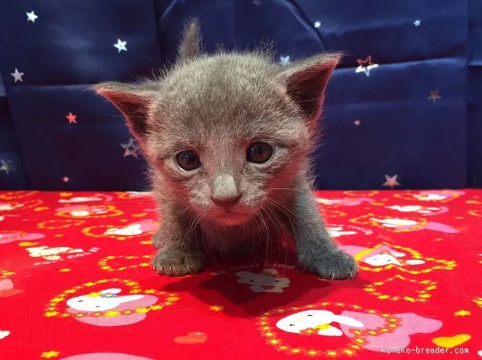 ID：1510-00140の子猫