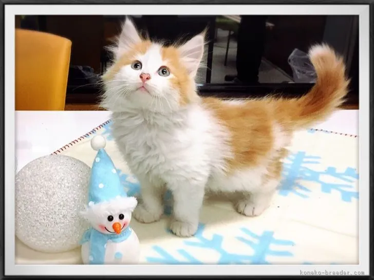 ID：1611-00095の子猫