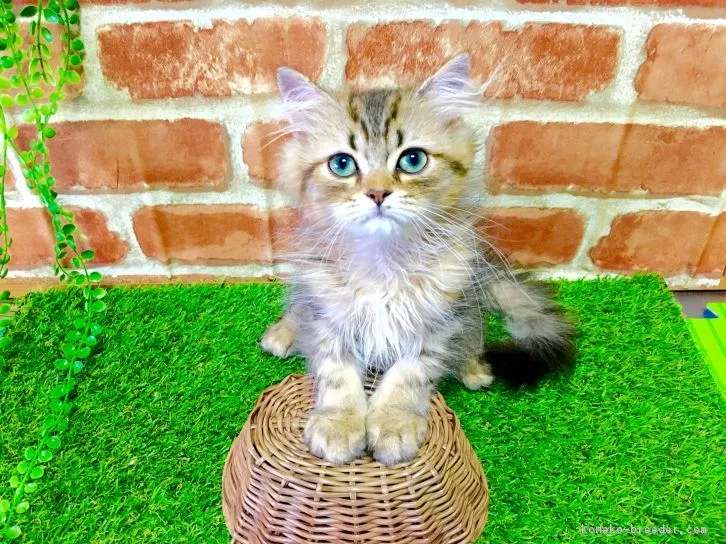 ID：1607-00330の子猫