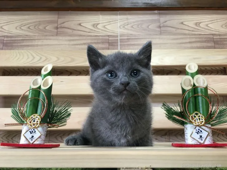 ID:1612-00783の子猫