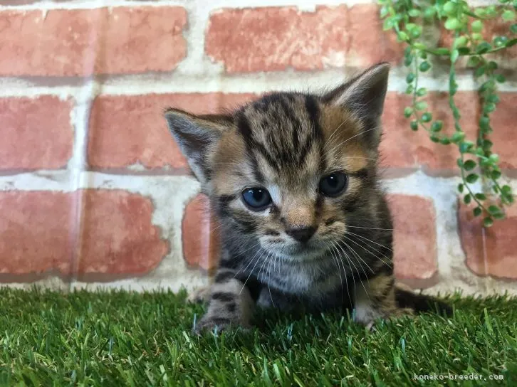 ID：1608-00253の子猫