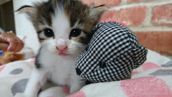 ID：1607-00204の子猫