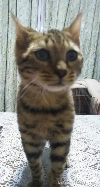 ID：1801-01068の子猫