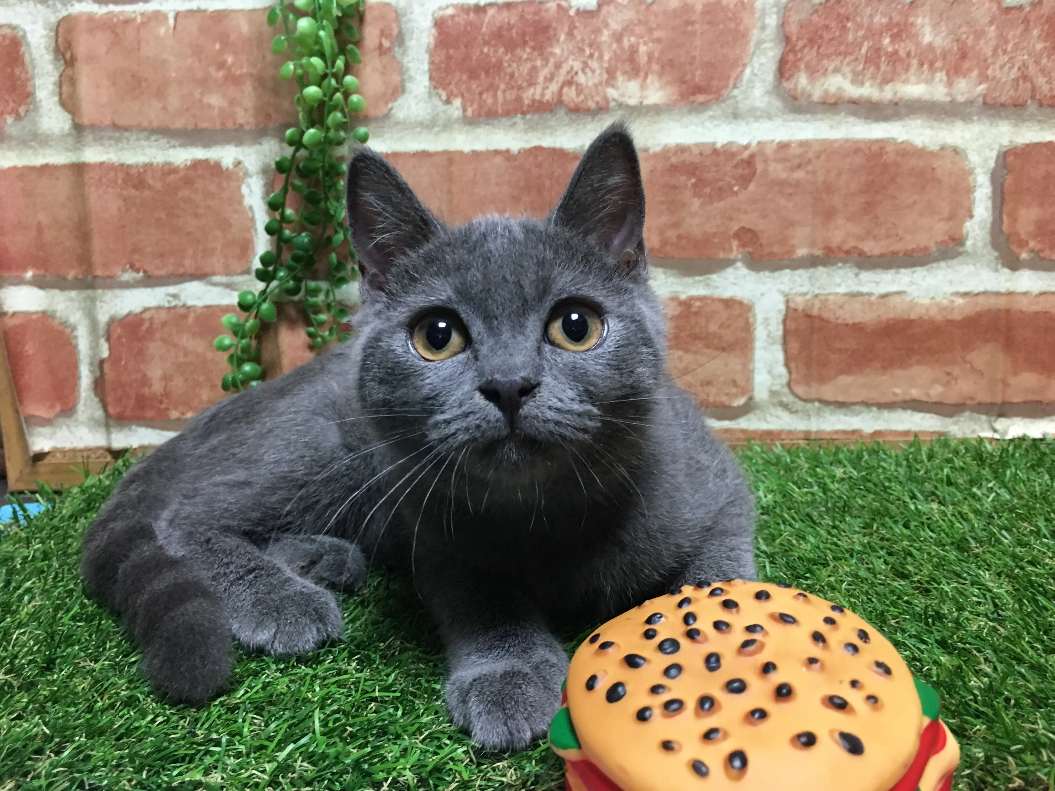 ID:1606-00049の子猫