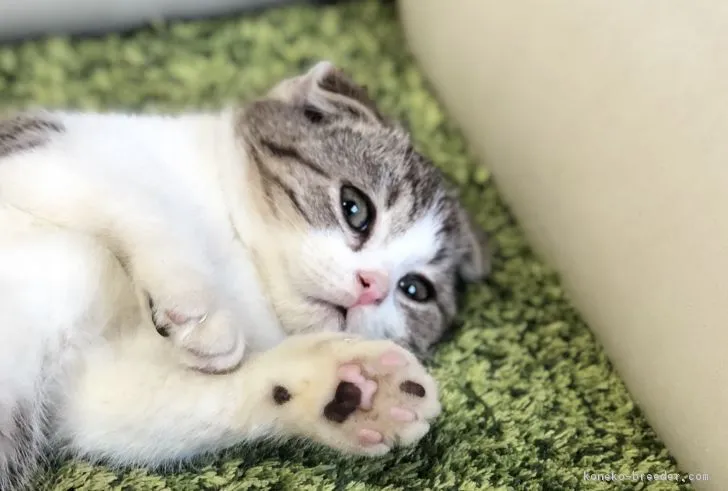 ID：1901-00473の子猫