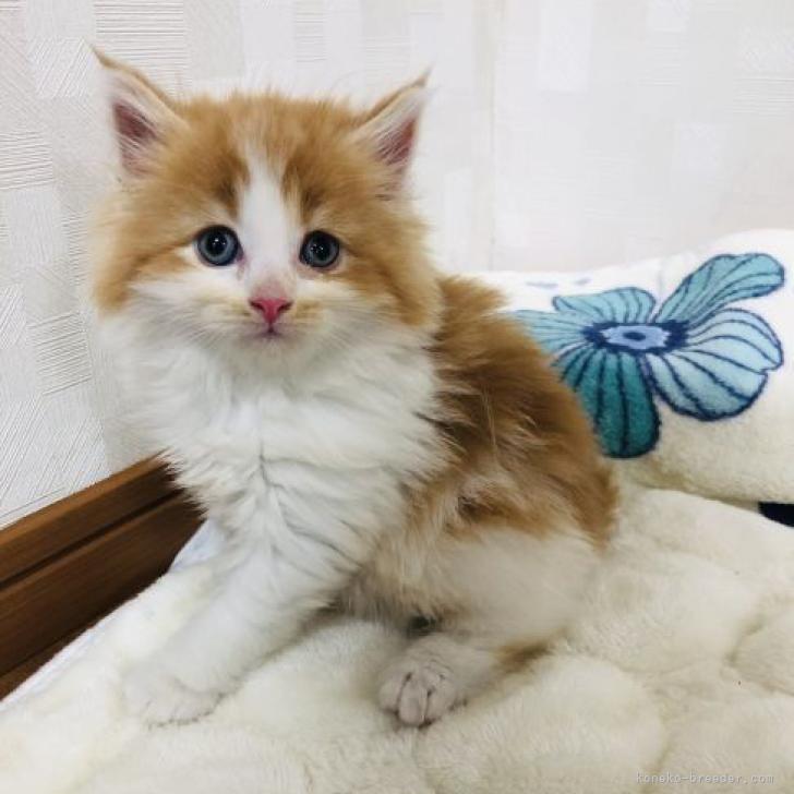 サイベリアン✖️スコティッシュフォールド【茨城県・男の子