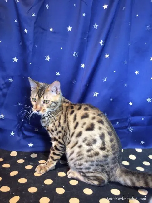 ID：1510-00433の子猫