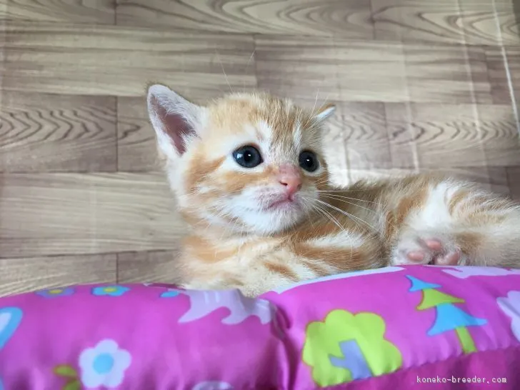 ID：1705-00915の子猫