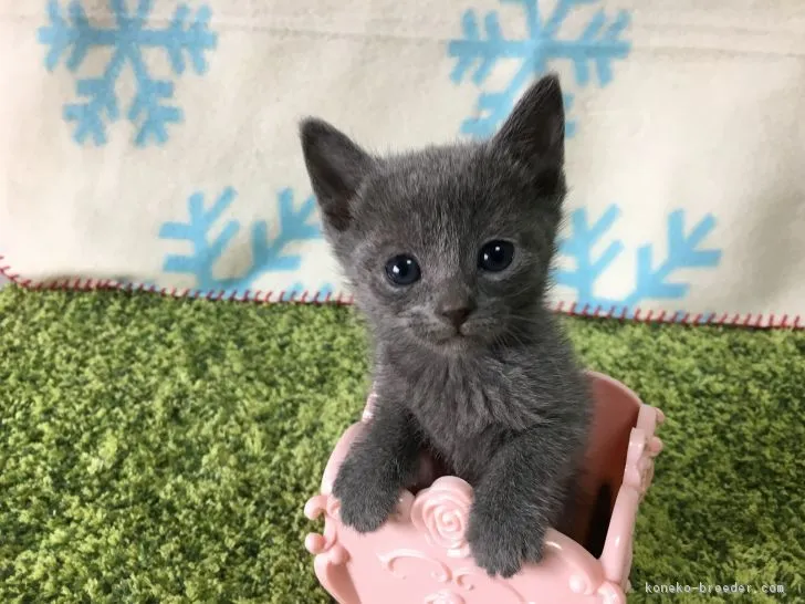 ID：1701-00251の子猫