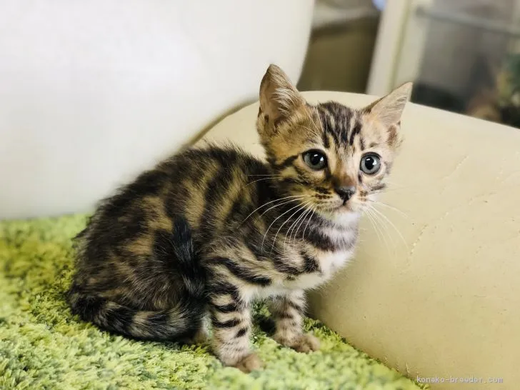 ID:2001-00977の子猫