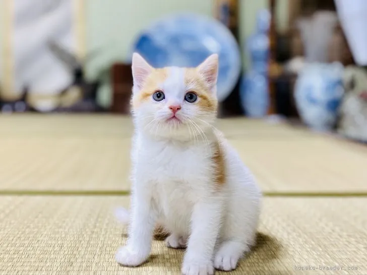 ひろさん 様のお迎えした子猫