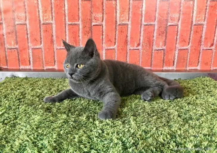 ID：1708-00798の子猫