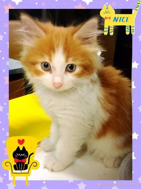 ID：1611-00093の子猫