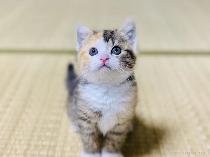 ID：2105-01857の子猫