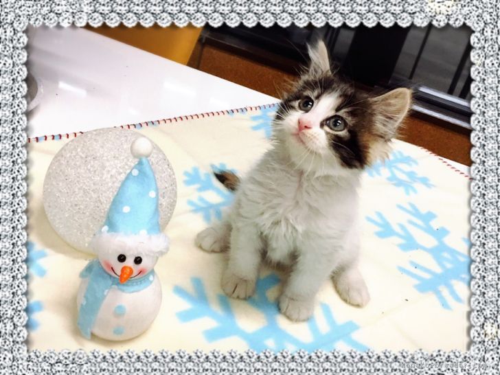 ID:1611-00096の子猫
