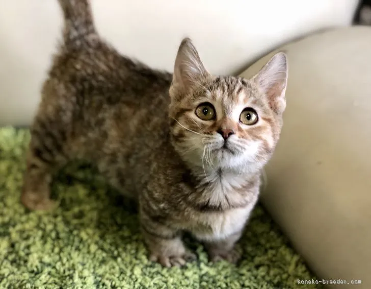ID：1810-00502の子猫