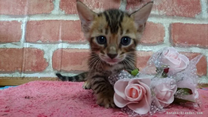 ID：1607-00154の子猫