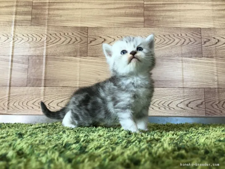 ID：1706-00072の子猫