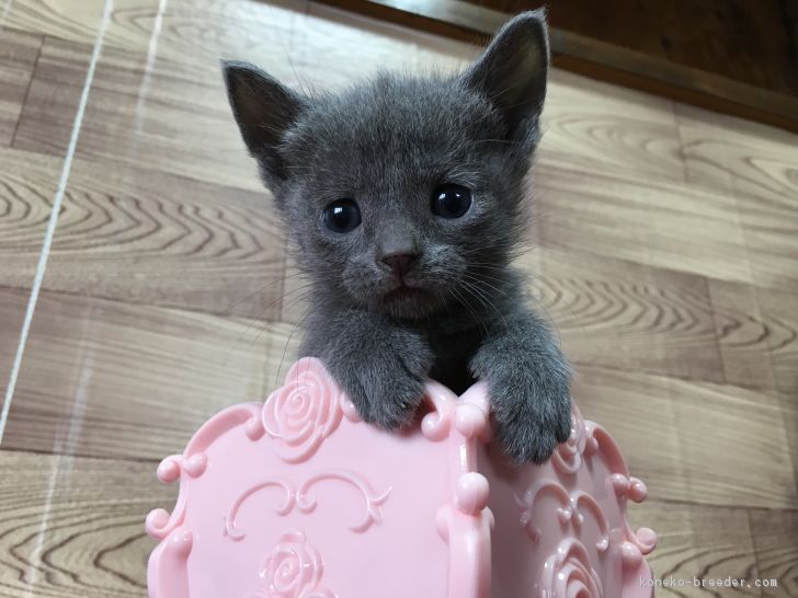 ID:1701-00249の子猫