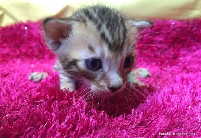 ID：1510-00430の子猫