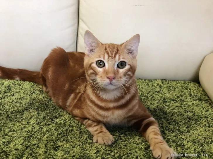 かおるこ 様のお迎えした子猫