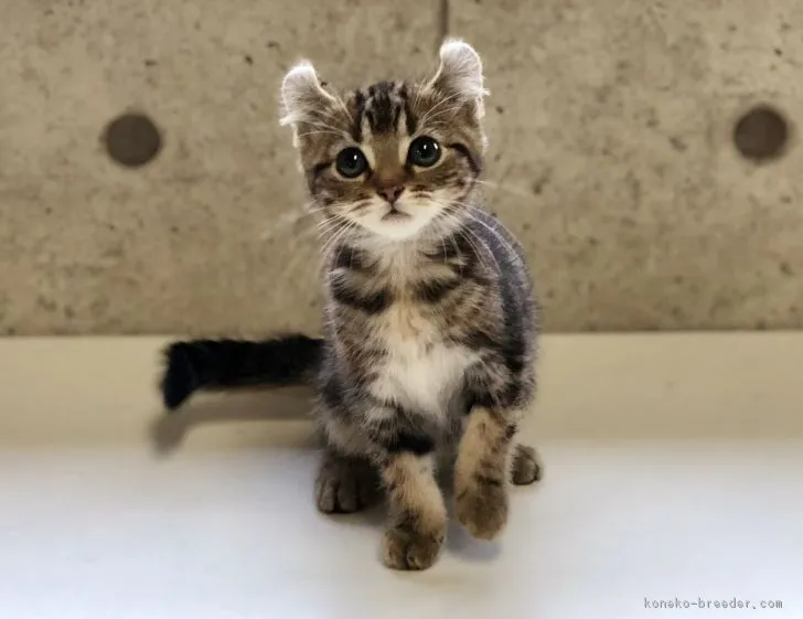 ID：1810-01282の子猫