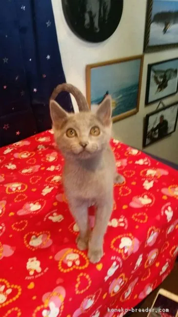 ID：1604-00041の子猫