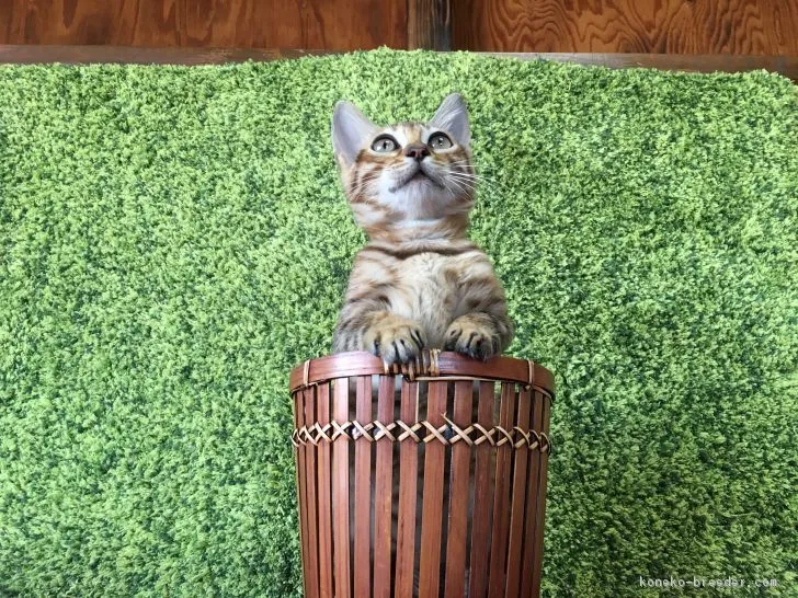 ID:1612-00437の子猫