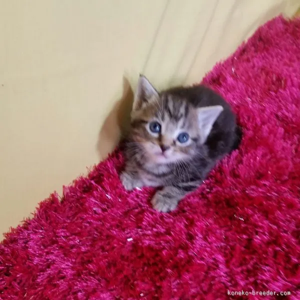 ID：1510-00416の子猫