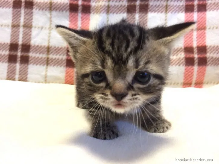 ID：1602-00085の子猫