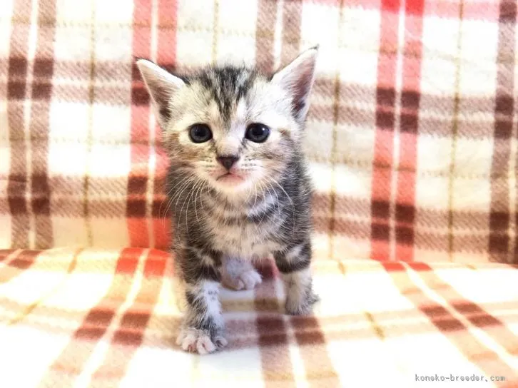 ID：1604-00209の子猫