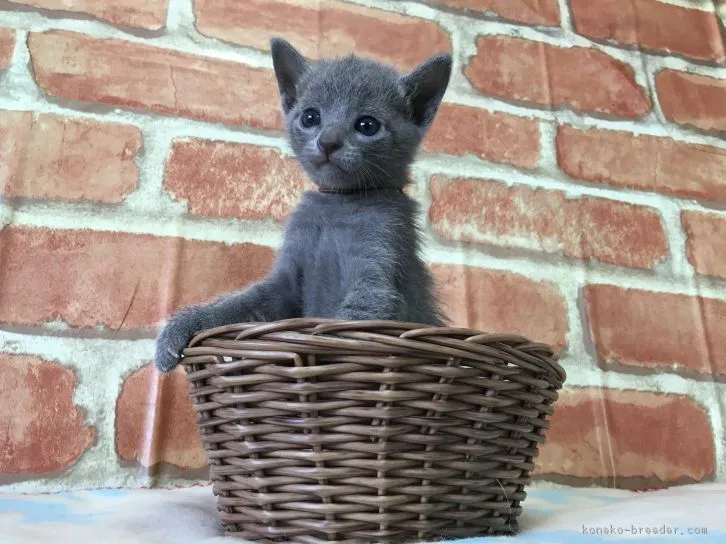 ID:1610-00087の子猫
