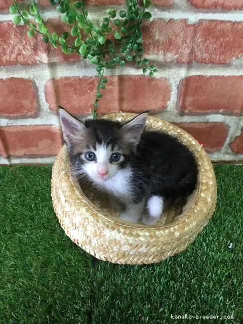 のさきよん 様のお迎えした子猫