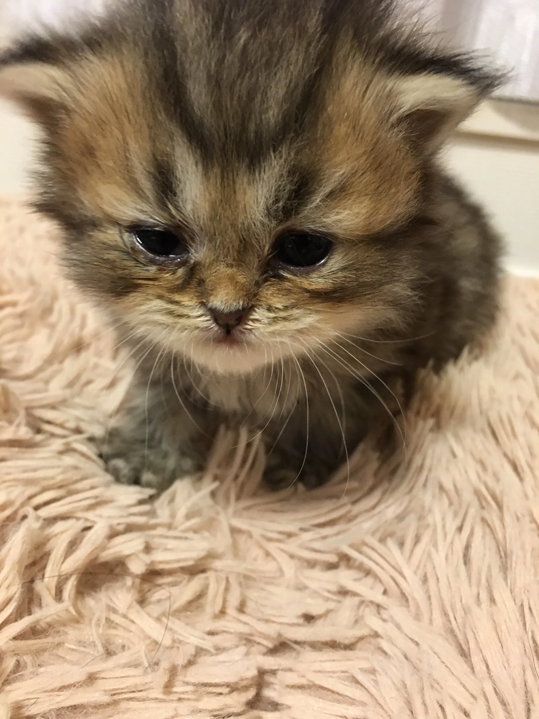 ID：1605-00534の子猫