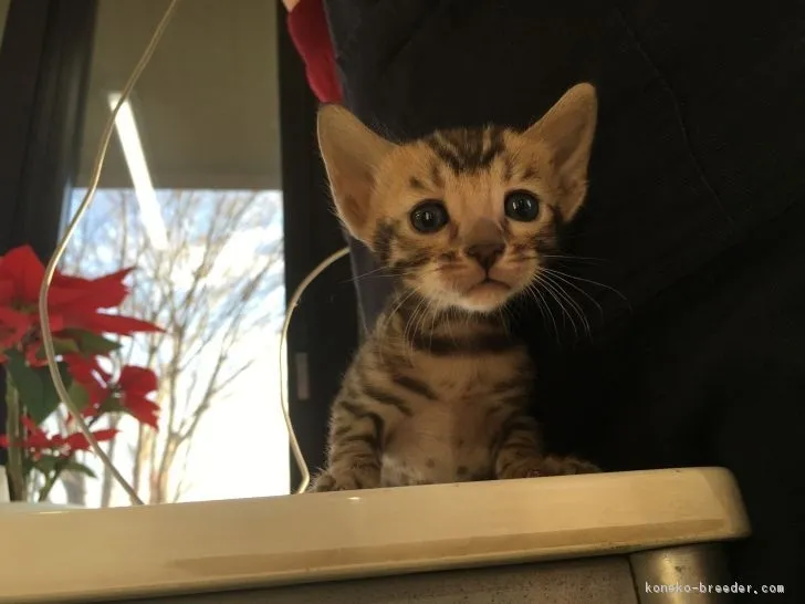 ID:1702-00594の子猫