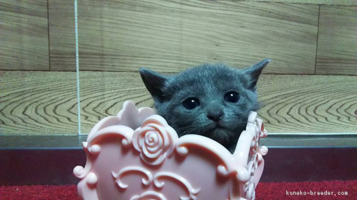 ID:1701-00246の子猫