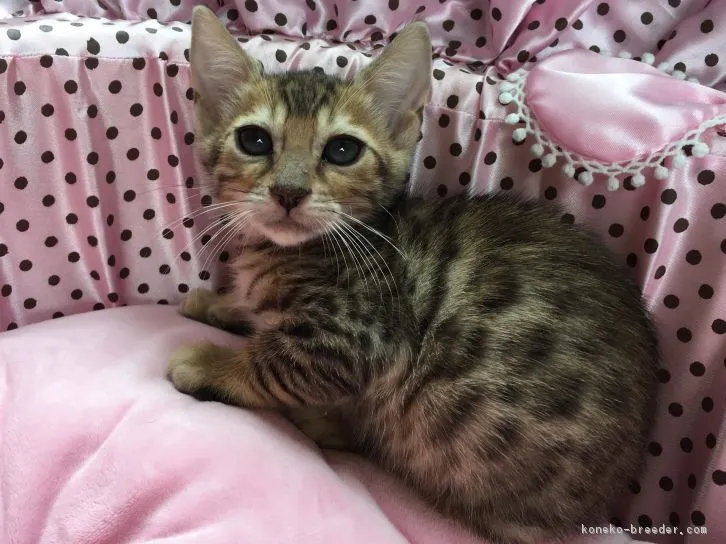 ID：1605-00567の子猫