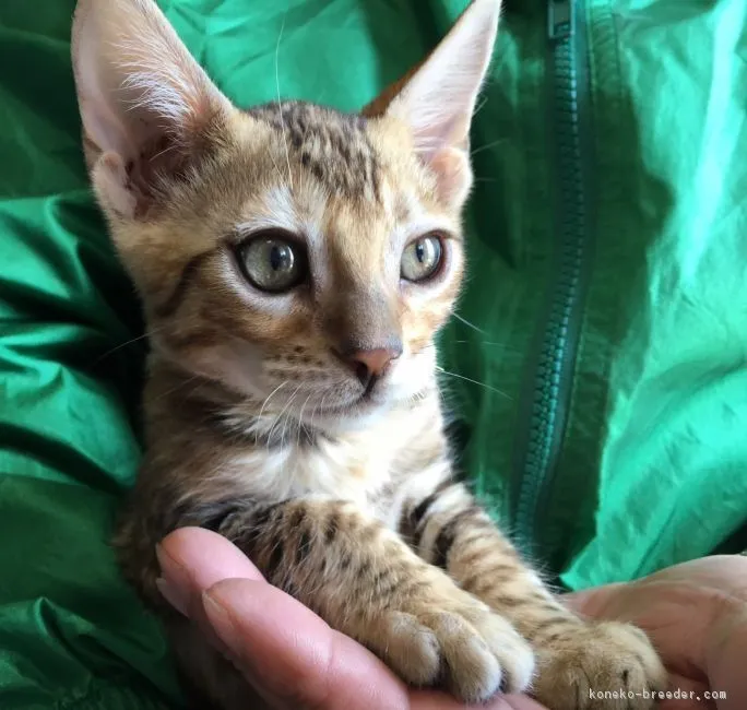 ID：1604-00702の子猫