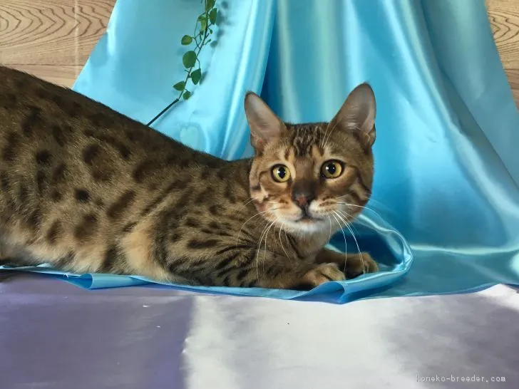 ID：1611-00517の子猫