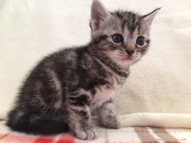 ひろ 様のお迎えした子猫