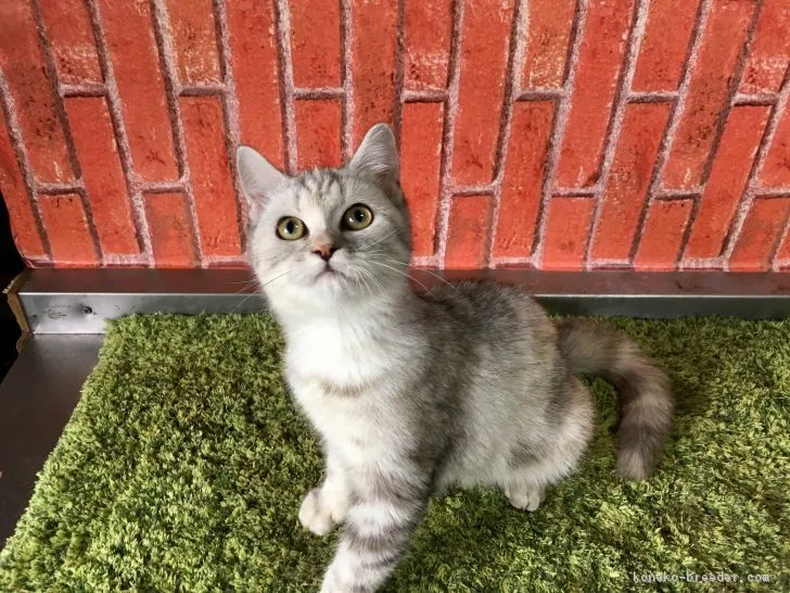 ID：1706-01321の子猫