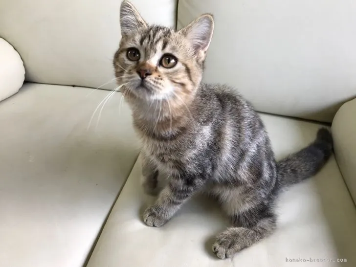 ミヌエット【茨城県・男の子・2017年4月18日・チンチラゴールデン】の写真1「僕の飼い主さんは誰⁉︎ 8月28日撮影✨」