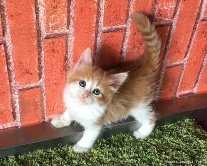 ID：1806-00073の子猫