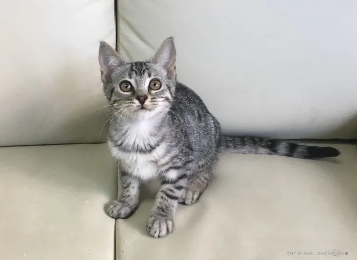 ID：1804-01152の子猫