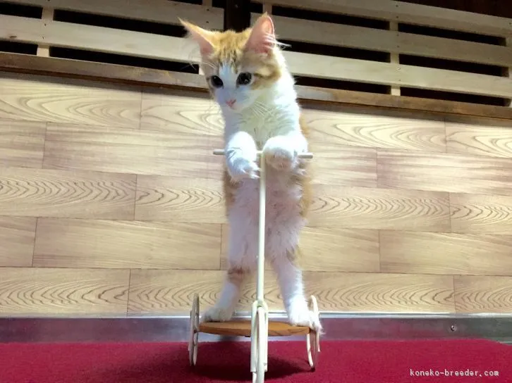 ID：1607-00202の子猫