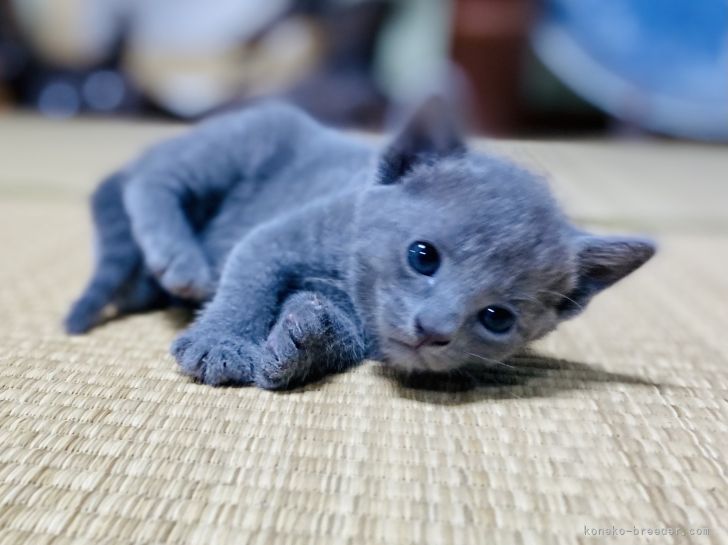 ロシアンブルー 茨城県 女の子 21年4月25日 ブルー 綺麗で可愛い 女の子 甘えん坊です みんなの子猫ブリーダー 子猫id 2105 075