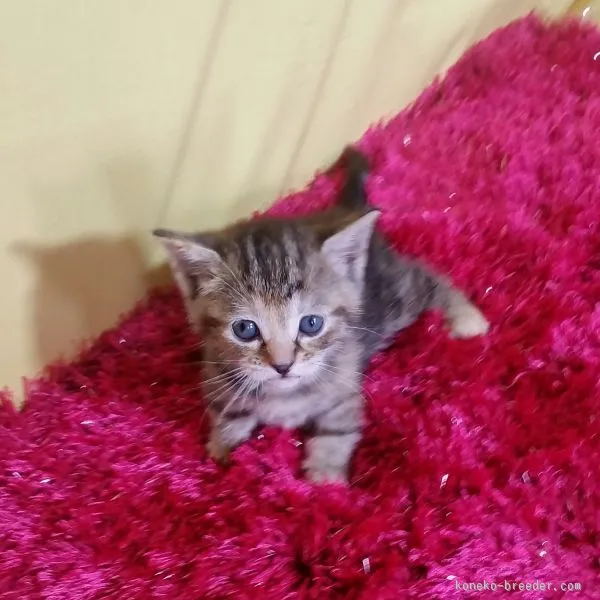 ID:1510-00417の子猫