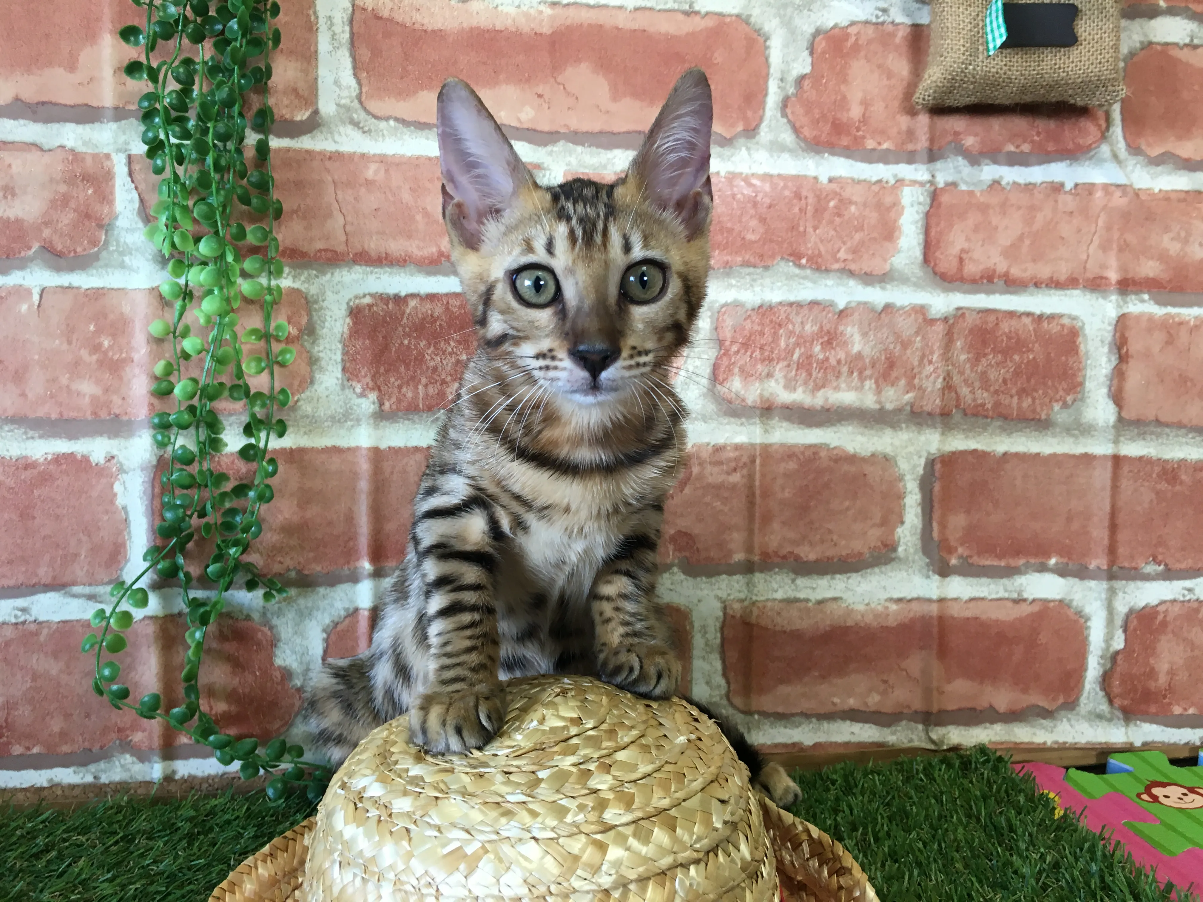 ID：1606-00883の子猫