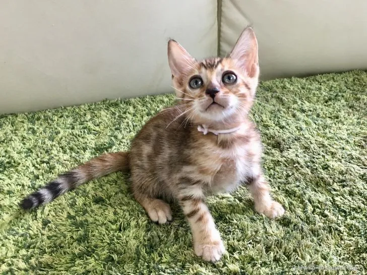 ID:1808-01437の子猫