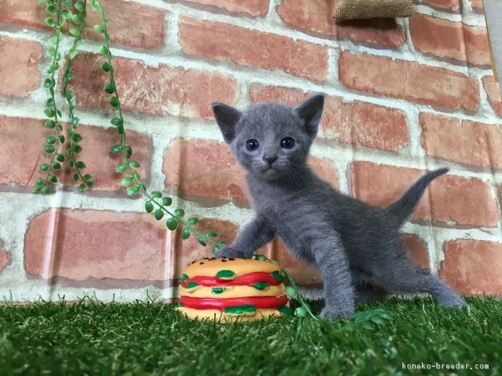 ID：1610-00084の子猫